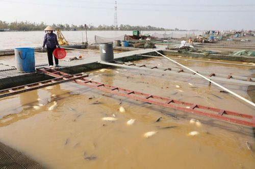 Lồng cá tiền tỷ bị bão Yagi cuốn trôi, nông dân ôm nợ ngập đầu