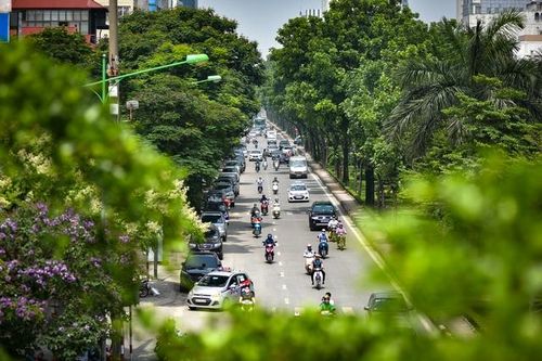 Hà Nội nên linh hoạt lựa chọn cây trồng phù hợp cho từng tuyến phố