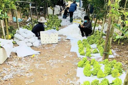 Người trồng phật thủ lo 'trắng tay' sau ảnh hưởng của bão Yagi