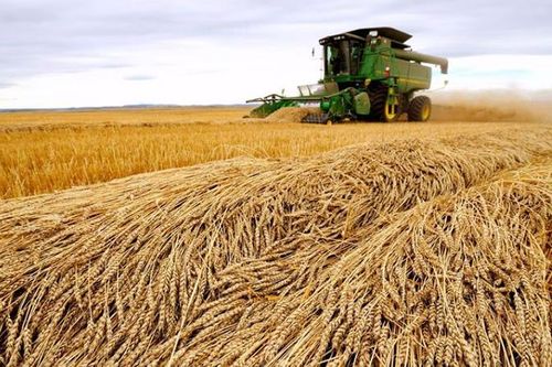 Hạn hán đe dọa triển vọng thu hoạch của quốc gia xuất khẩu lúa mì lớn nhất toàn cầu