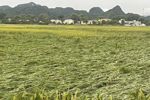 Nhanh chóng phục hồi sản xuất nông nghiệp sau bão số 3 và mưa lũ