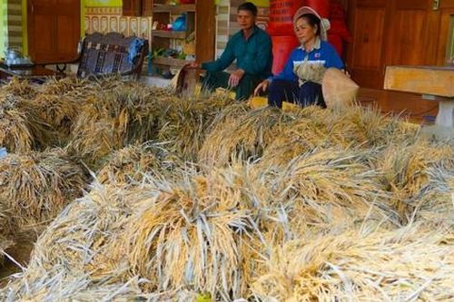 Nhiều ha lúa nảy mầm, nông dân thiệt hại hàng tỷ đồng