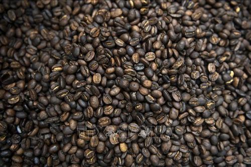 Biến đổi khí hậu để lại 'vị đắng' cho nguồn cung cà phê thế giới