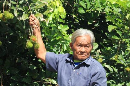 Ông nông dân trồng cây ra quả ngon 'quý như vàng', nhẹ nhàng kiếm hơn 1 tỷ đồng/năm