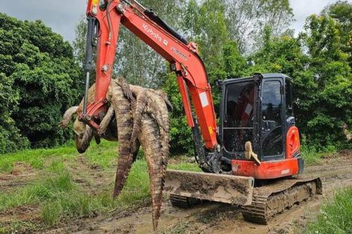 Chủ trang trại đau lòng khi giết 125 con cá sấu để bảo vệ dân làng trong mùa lũ