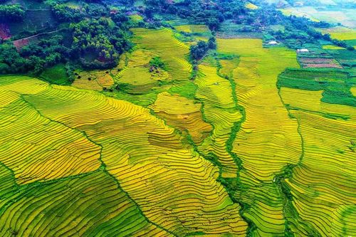 'Hạt vàng' ở Tân Uyên