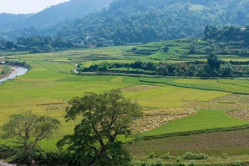 Vẻ đẹp ruộng bậc thang Mường Vi vẹn nguyên sau mưa lũ