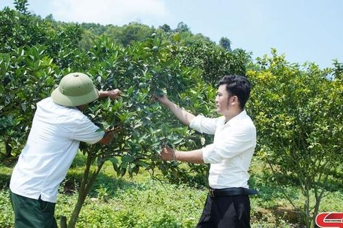 Phù Yên ứng dụng công nghệ cao trong sản xuất nông nghiệp
