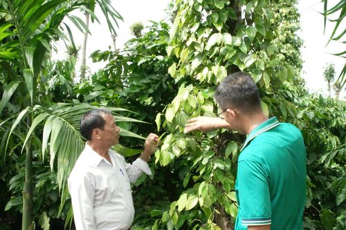 Khuyến nghị về quản lý sâu bệnh trên cây hồ tiêu khu vực Tây Nguyên vào mùa mưa