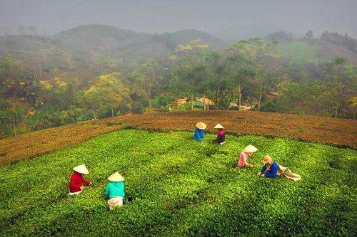 Phân bón Văn Điển góp phần nâng tầm chất lượng chè Phú Thọ