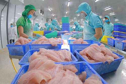 Thủy sản Nam Việt (ANV) tiến gần đến mục tiêu doanh nghiệp cá tra niêm yết có quy mô lớn nhất