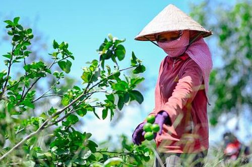Nông dân Long An thêm 'vị ngọt' cho đất phèn