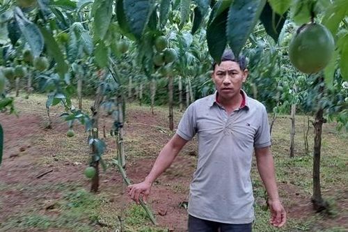 Vấn nạn phá hoại, trộm cắp nông sản ở Lâm Đồng
