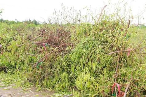 Làng đào 'nổi tiếng' ở Nam Định có nguy cơ 'lỡ' Tết Nguyên đán do bị ngập úng nhiều ngày