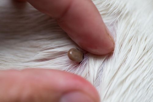 Bị côn trùng đốt, khi nào cần đi khám?