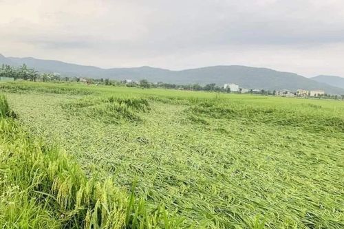Chính phủ xuất cấp hạt giống cây trồng hỗ trợ Lào Cai khôi phục sản xuất