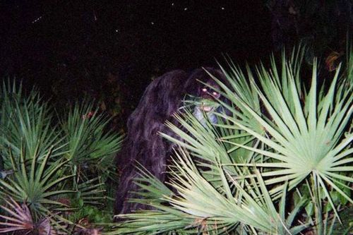 Thực hư quái vật đầm lầy ở Florida