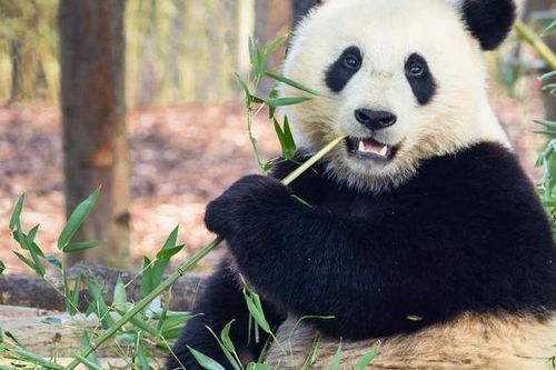 Trả gấu trúc về nơi tặng vì chi phí nuôi quá tốn kém