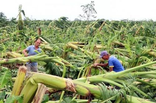Thủ tướng: Miễn, giảm thuế và lãi vay cho người dân, doanh nghiệp bị bão lũ