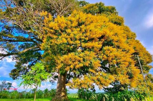 45 cây cổ thụ vừa được công nhận là Cây di sản Việt Nam có gì đặc biệt?