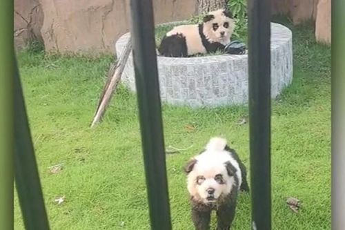 Thấy 'gấu trúc' sủa như chó, du khách ngỡ ngàng nghe vườn thú giải thích