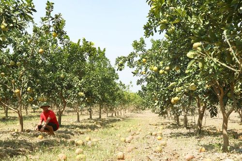 Nước rút, nắng lên, cam, bưởi ở Nghệ An rụng quả đầy gốc