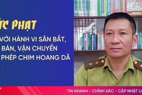 Mức phạt đối với hành vi săn bắt, mua bán, vận chuyển trái phép chim hoang dã
