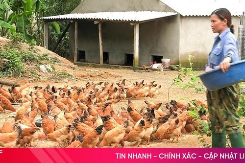 Phụ nữ xã miền núi Tân Hương giúp nhau thoát nghèo