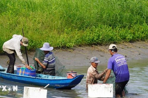 Kiên Giang: Hiệu quả từ mô hình nuôi xen canh thủy sản an toàn sinh học