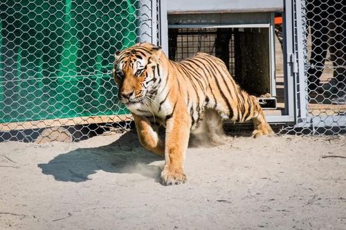 Loài vật tuyệt tích 70 năm tái xuất nhờ kế hoạch 'thả hổ về rừng'
