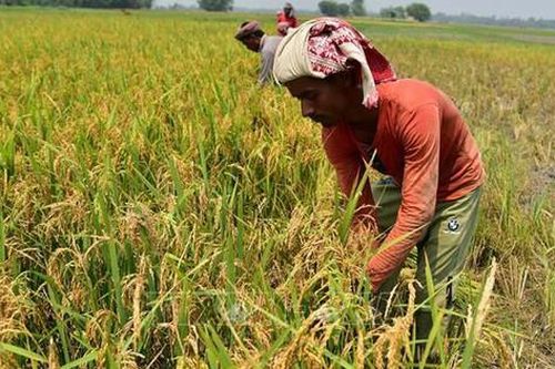 Giảm thuế xuất khẩu 50%, gạo Ấn Độ cạnh tranh hơn trên thị trường quốc tế