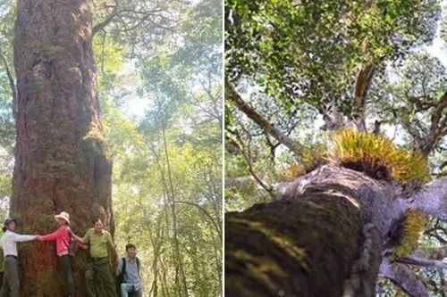 Loài cây quý chỉ duy nhất ở Việt Nam có: Sống cùng thời kỳ với khủng long, được xem là 'cây thần linh'