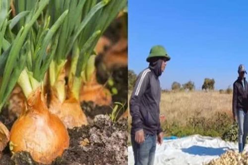 Loại củ giá rẻ tại Việt Nam nhưng lại cháy hàng ở Châu Phi, có giá 800.000VND/30kg
