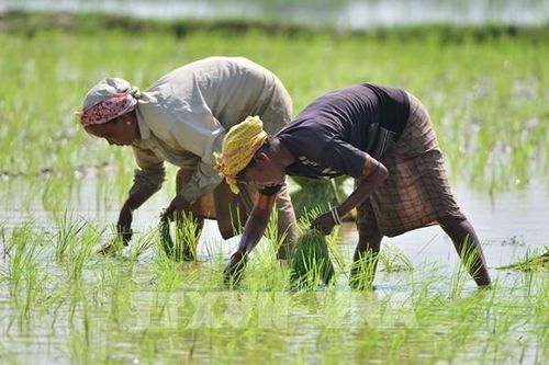 Động thái mới của Ấn Độ nhằm đẩy mạnh xuất khẩu gạo