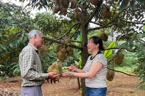 R'com Hlung: Lão nông Jrai mê làm giàu