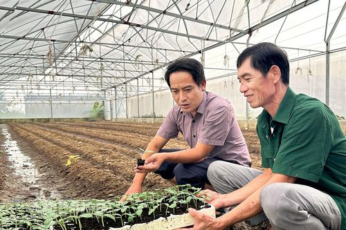 Để sản xuất vụ Đông an toàn, hiệu quả