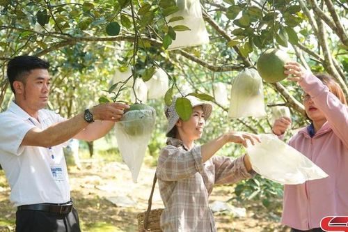 Tập trung chăm sóc cây ăn quả trước vụ thu hoạch