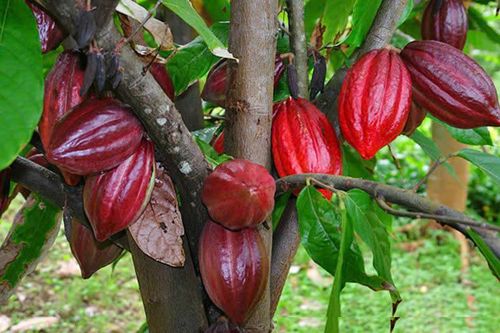 Tiềm năng ca cao Việt Nam: Cơ hội từ giá tăng và chất lượng độc đáo