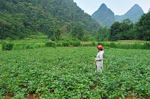 'Cầu nối' đưa khoa học kỹ thuật đến với nông dân