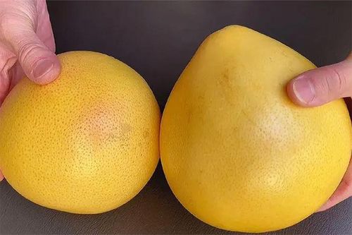Muốn biết bưởi ngọt hay không chỉ cần để ý 5 điểm này
