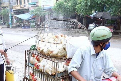 Vẫn còn tình trạng vận chuyển thực phẩm chưa bảo đảm an toàn