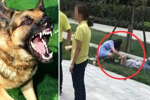 Bé gái 4 tuổi bị 3 con chó dữ truy đuổi, chủ nuôi đã vô ý thức lại có lời nói khiếm nhã