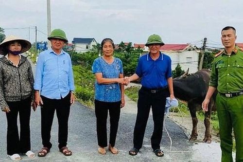 'Đầu cơ nghiệp' bị lũ cuốn trôi từ Phú Thọ về Hà Nội, người nuôi trâu xúc động vì được nhận lại