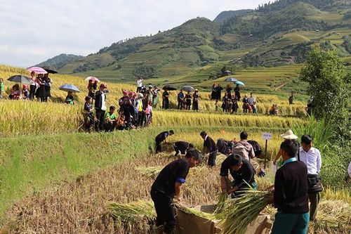 'Mùa vàng Mù Cang Chải' rực rỡ đón khách