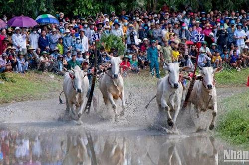 Hào hứng đua bò Bảy Núi An Giang