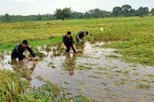 Nỗ lực phục hồi ngành trồng trọt sau bão, lũ