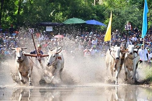 Tưng bừng lễ hội đua bò Bảy Núi 2024
