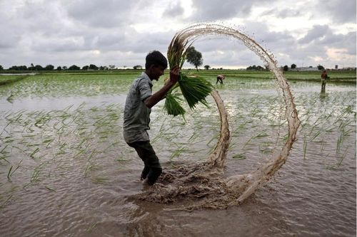 Ấn Độ mở lại xuất khẩu gạo trắng phi Basmati xoa dịu cơn sốt lương thực toàn cầu