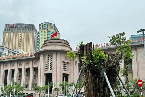 Hà Nội nỗ lực tái thiết cây xanh