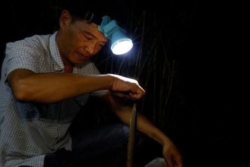 Theo chân thợ săn rắn bông súng thu tiền triệu mỗi đêm ở Cà Mau